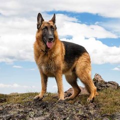World Viral  Best Animals