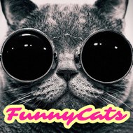FunnyCats