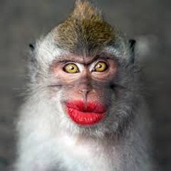 funny animals