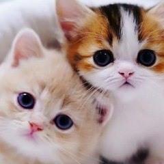 cute pet