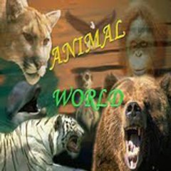 Animals-World