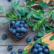 SIMPLYBLUEBERRIES