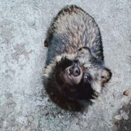 Кружочек-Пирожочек