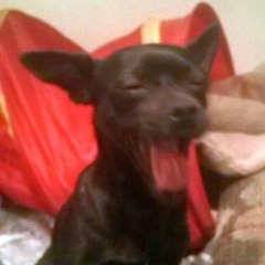 Toshiro Flores Oficial
