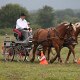Comtois Cheval