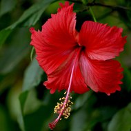 hibiscus