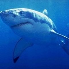 gegerequin