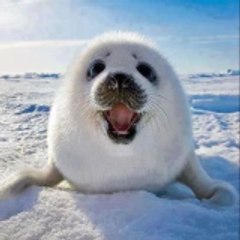 Hiroshi Nieve