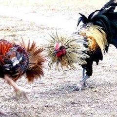 MMA Fighting Cock