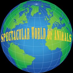 Spectacular world of animals