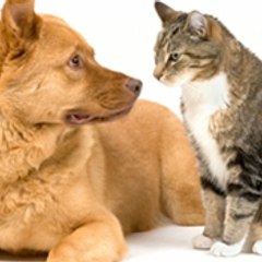 FurbabyFun