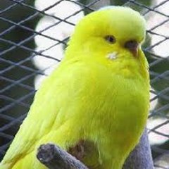 Cibilina