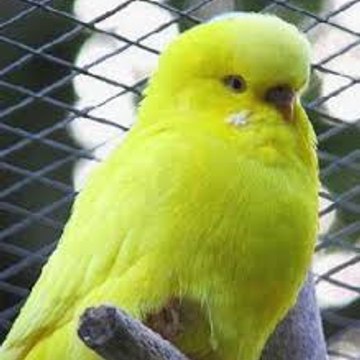 Cibilina