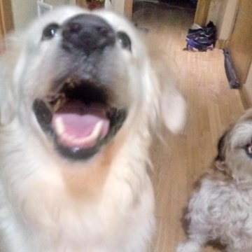 Duke&Simba