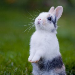 Cute Bunny
