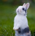 Cute Bunny