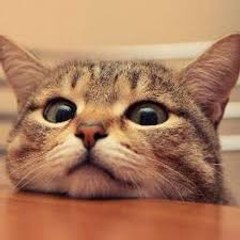 ch おもしろ動画