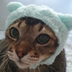 neko^^ Meow Meow