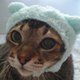 neko^^ Meow Meow