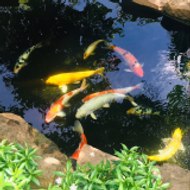 Koi Fish Pond Chanel