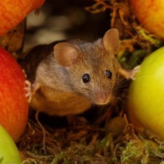George the Mouse In the Log Pile House ©