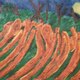spirita vindicta dominicus
