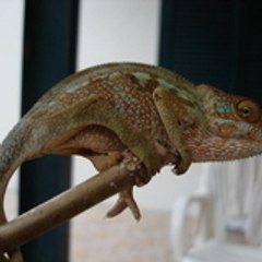 NYKAULAS1