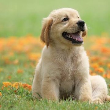Fun with pets