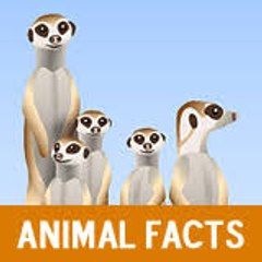 Animal Boss