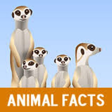 Animal Boss