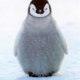 Pinguu Tv