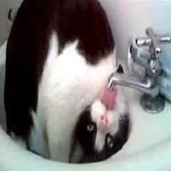 funny animals
