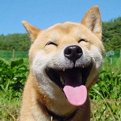 Happy Animals