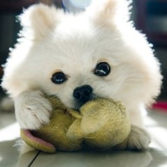 rarermagnet