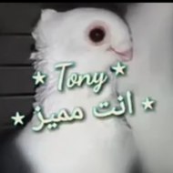 Tony انت مميز