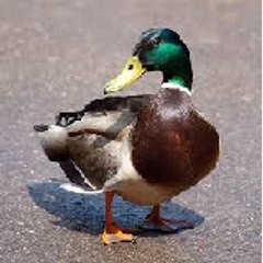 Duck Shuk