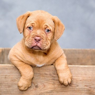 Animals Viral