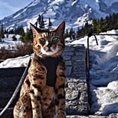 cat lovers clup