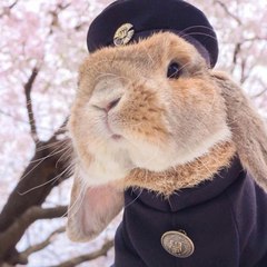 Mr Rabbit