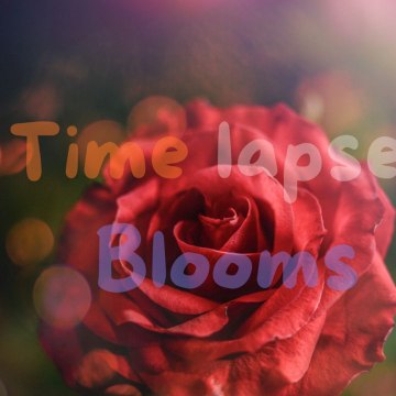 Timelapse Blooms