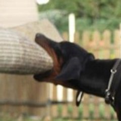 Dobermann78