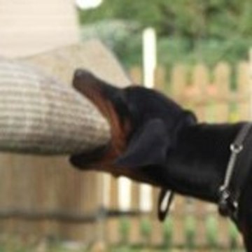 Sandrine Dobermann78