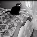SnipeHunter