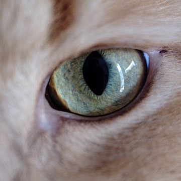 Dreamcat Diamond