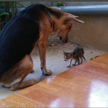 PETLOVESFUNNY