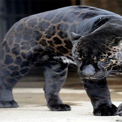 dm_5fd2ea497616683069d7150f30938ec9