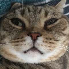 Funny Animals
