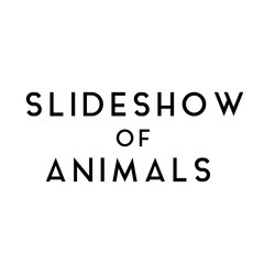 SLIDESHOW OF ANIMALS