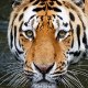 Animal World