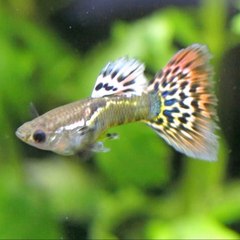 Fish4Ever